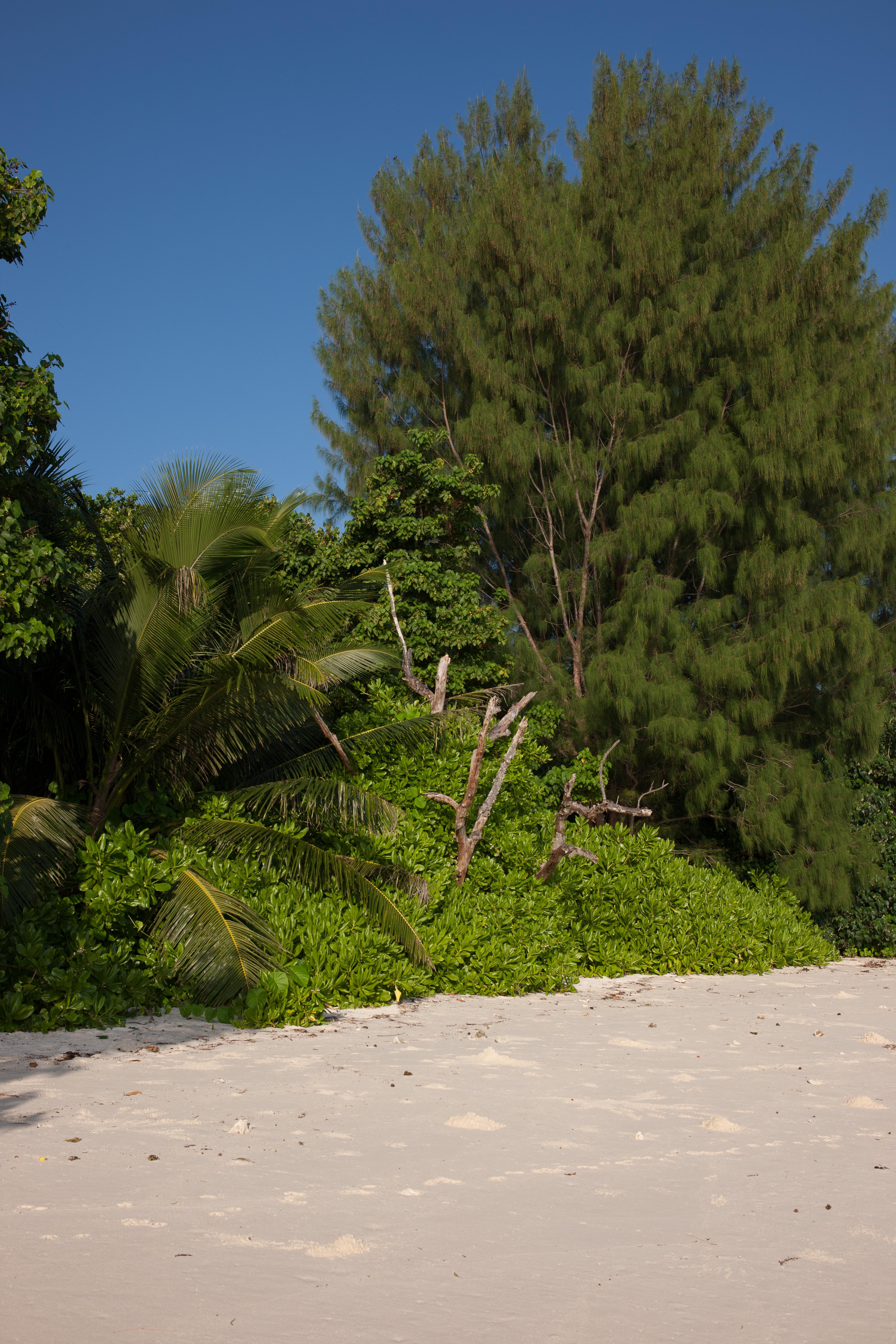 Le Relax Luxury Lodge (Adults Only) Insel Insel La Digue Exterior foto